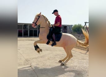 Koń andaluzyjski, Ogier, 6 lat, 157 cm, Cremello