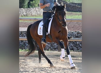 Koń andaluzyjski, Ogier, 6 lat, 157 cm, Gniada