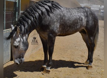 Koń andaluzyjski, Ogier, 6 lat, 157 cm, Siwa