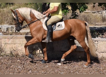 Koń andaluzyjski, Ogier, 6 lat, 160 cm, Izabelowata