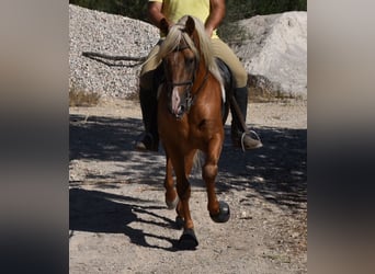 Koń andaluzyjski, Ogier, 6 lat, 160 cm, Izabelowata