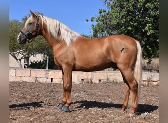 Koń andaluzyjski, Ogier, 6 lat, 160 cm, Izabelowata