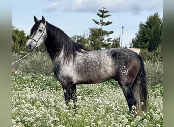 Koń andaluzyjski, Ogier, 6 lat, 160 cm, Siwa jabłkowita