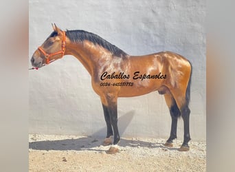 Koń andaluzyjski, Ogier, 6 lat, 161 cm, Bułana