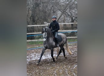 Koń andaluzyjski, Ogier, 6 lat, 162 cm, Siwa