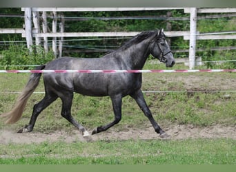 Koń andaluzyjski, Ogier, 6 lat, 162 cm, Siwa