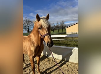 Koń andaluzyjski, Ogier, 6 lat, 163 cm, Izabelowata