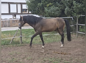 Koń andaluzyjski, Ogier, 6 lat, 163 cm, Jelenia