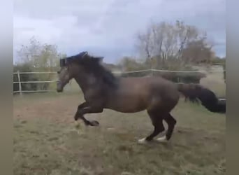 Koń andaluzyjski, Ogier, 6 lat, 163 cm, Jelenia