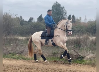 Koń andaluzyjski, Ogier, 6 lat, 163 cm, Perlino