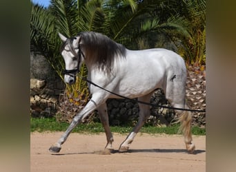 Koń andaluzyjski, Ogier, 6 lat, 164 cm, Siwa