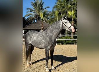 Koń andaluzyjski, Ogier, 6 lat, 165 cm, Siwa jabłkowita