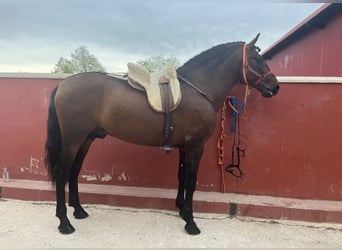 Koń andaluzyjski, Ogier, 6 lat, 166 cm, Gniada
