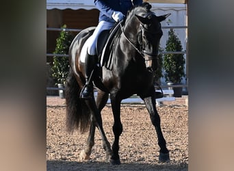 Koń andaluzyjski, Ogier, 6 lat, 167 cm, Ciemnogniada
