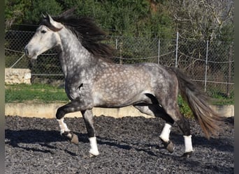 Koń andaluzyjski, Ogier, 6 lat, 168 cm, Siwa