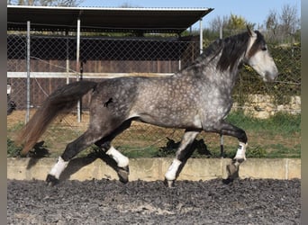 Koń andaluzyjski, Ogier, 6 lat, 168 cm, Siwa