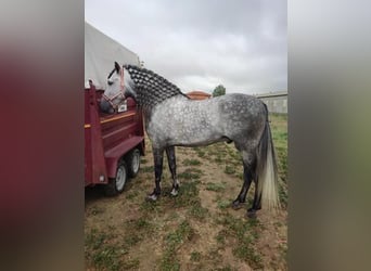 Koń andaluzyjski, Ogier, 6 lat, 170 cm, Siwa