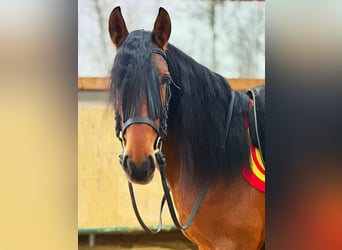 Koń andaluzyjski, Ogier, 7 lat, 150 cm, Gniada
