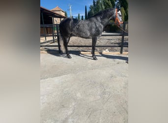 Koń andaluzyjski, Ogier, 7 lat, 157 cm, Siwa jabłkowita