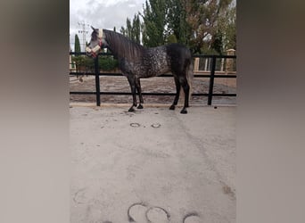 Koń andaluzyjski, Ogier, 7 lat, 157 cm, Siwa jabłkowita