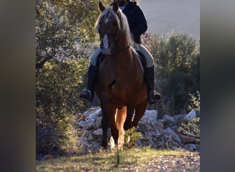 Koń andaluzyjski, Ogier, 7 lat, 160 cm, Izabelowata
