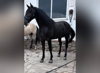 Koń andaluzyjski, Ogier, 7 lat, 160 cm, Kara