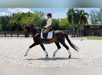 Koń andaluzyjski, Ogier, 7 lat, 160 cm, Kara