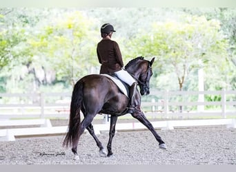 Koń andaluzyjski, Ogier, 7 lat, 160 cm, Kara