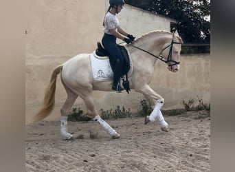 Koń andaluzyjski, Ogier, 7 lat, 160 cm, Perlino