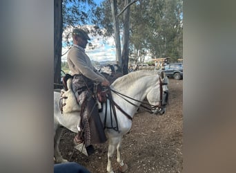 Koń andaluzyjski Mix, Ogier, 7 lat, 160 cm, Siwa