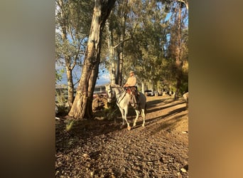 Koń andaluzyjski Mix, Ogier, 7 lat, 160 cm, Siwa