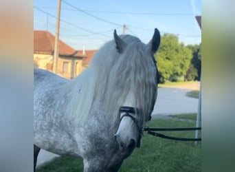Koń andaluzyjski Mix, Ogier, 7 lat, 160 cm, Siwa