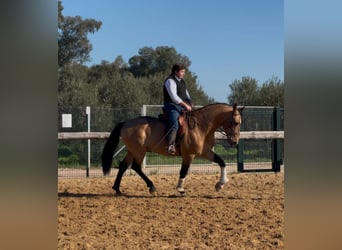 Koń andaluzyjski, Ogier, 7 lat, 161 cm, Bułana