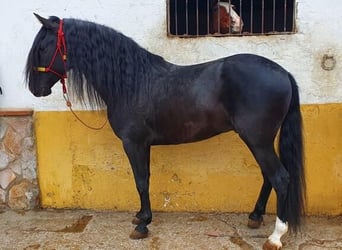Koń andaluzyjski, Ogier, 7 lat, 162 cm, Kara