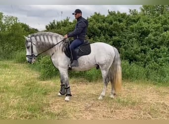 Koń andaluzyjski, Ogier, 7 lat, 162 cm, Siwa jabłkowita