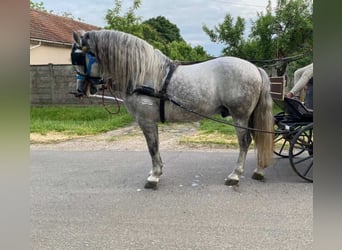 Koń andaluzyjski, Ogier, 7 lat, 162 cm, Siwa jabłkowita