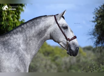 Koń andaluzyjski, Ogier, 7 lat, 162 cm, Siwa