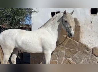Koń andaluzyjski, Ogier, 7 lat, 163 cm, Siwa