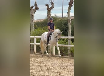 Koń andaluzyjski, Ogier, 7 lat, 165 cm, Biała