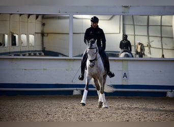 Koń andaluzyjski, Ogier, 7 lat, 165 cm, Siwa jabłkowita