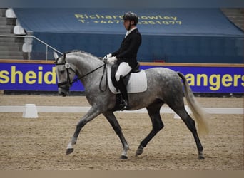 Koń andaluzyjski, Ogier, 7 lat, 165 cm, Siwa jabłkowita