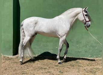 Koń andaluzyjski, Ogier, 7 lat, 165 cm, Siwa
