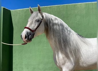 Koń andaluzyjski, Ogier, 7 lat, 165 cm, Siwa