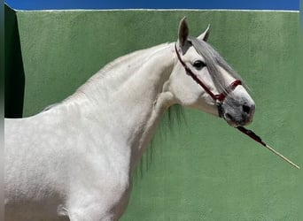 Koń andaluzyjski, Ogier, 7 lat, 165 cm, Siwa