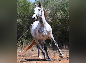 Koń andaluzyjski, Ogier, 7 lat, 169 cm, Siwa