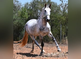 Koń andaluzyjski, Ogier, 7 lat, 169 cm, Siwa