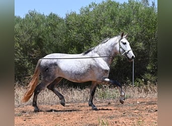 Koń andaluzyjski, Ogier, 7 lat, 169 cm, Siwa