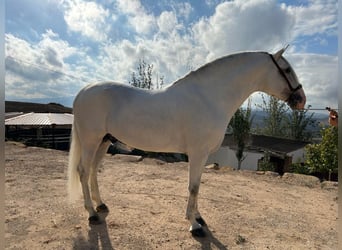 Koń andaluzyjski, Ogier, 7 lat, 170 cm, Siwa