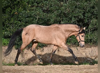 Koń andaluzyjski, Ogier, 8 lat, 158 cm, Bułana