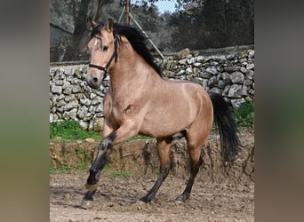 Koń andaluzyjski, Ogier, 8 lat, 158 cm, Bułana